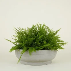Footed Bowl Planter
