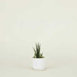 Minimal Planter