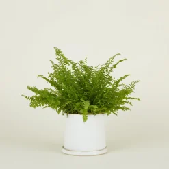 Minimal Planter