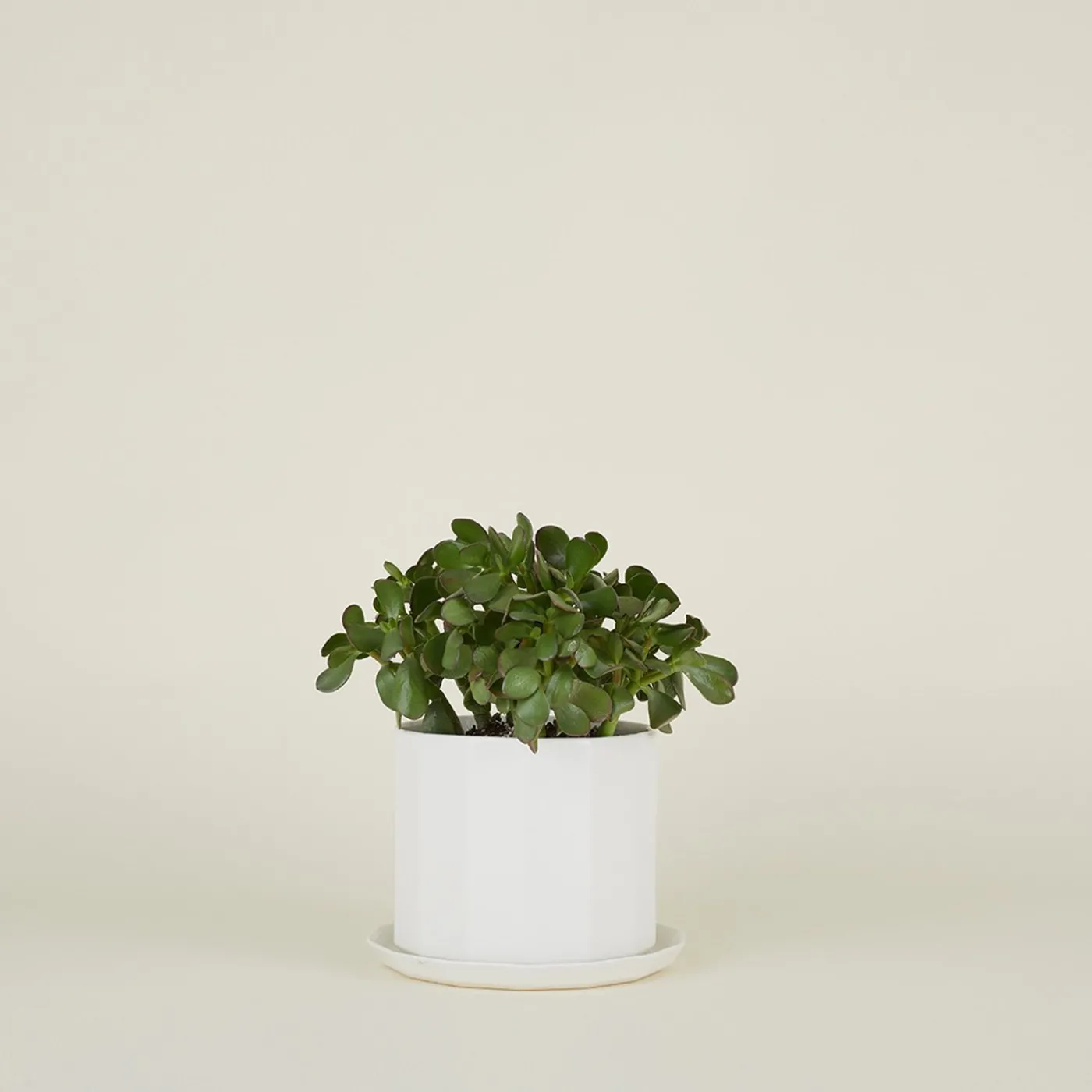 Riveted Planter